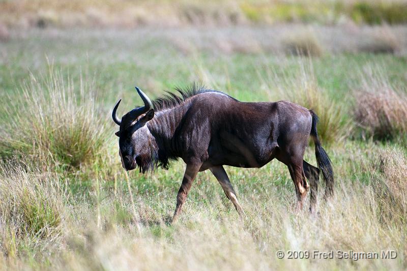 20090613_112411 D300 (1) X1.jpg - Wildebeast in Okavanga Delta, Botswana